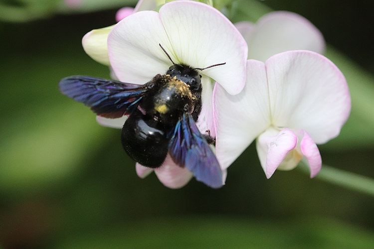 violacea