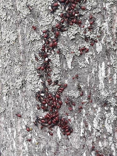 lavaterae