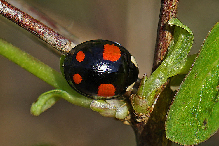 axyridis