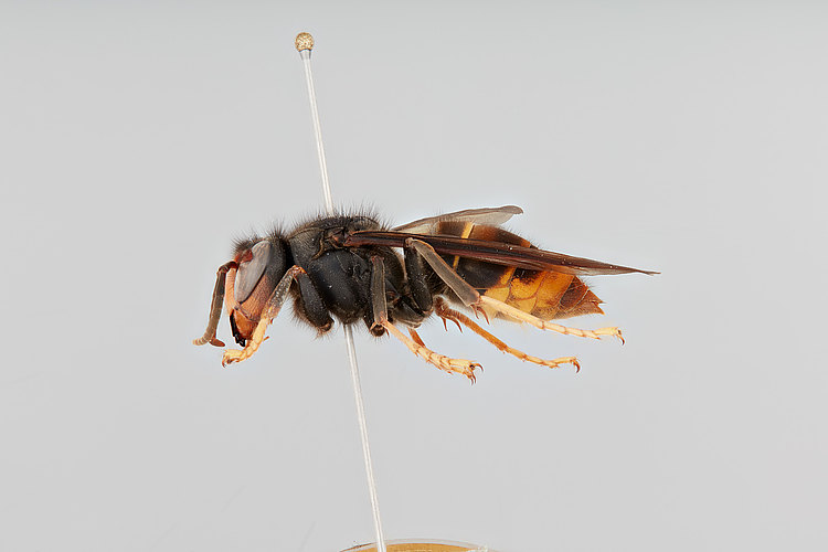 velutina