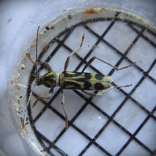 annularis