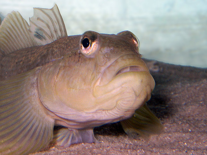 melanostomus
