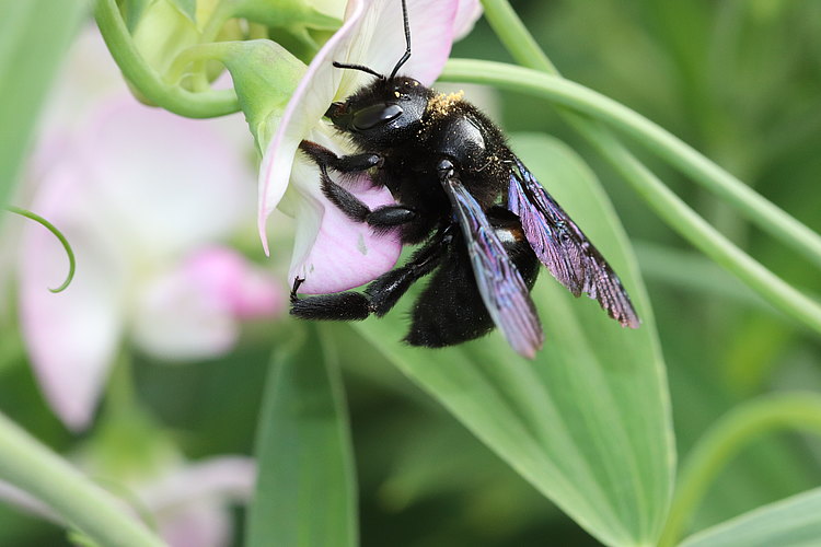violacea
