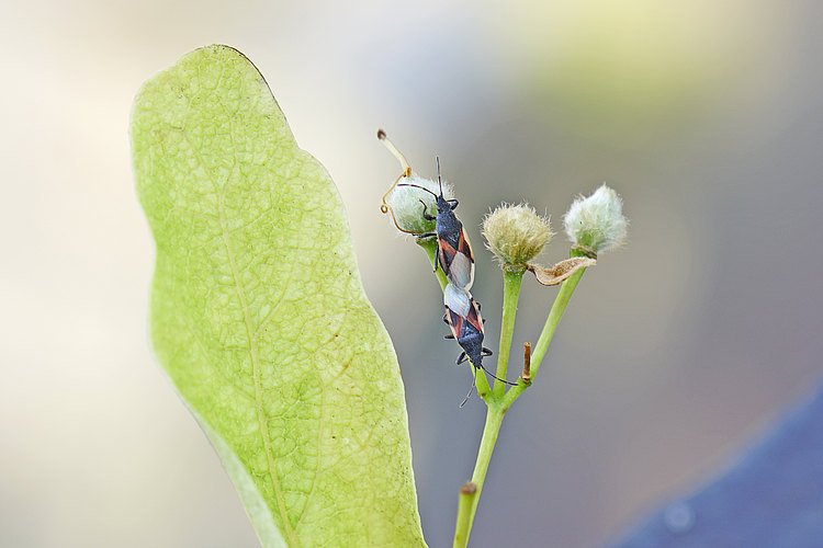 lavaterae