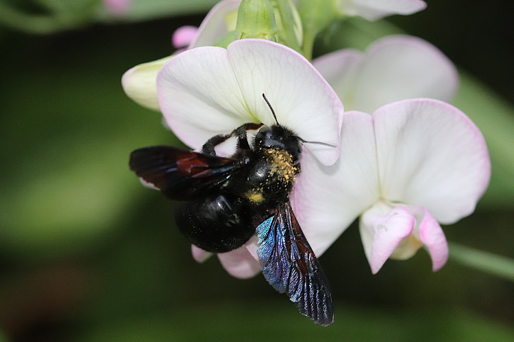 violacea