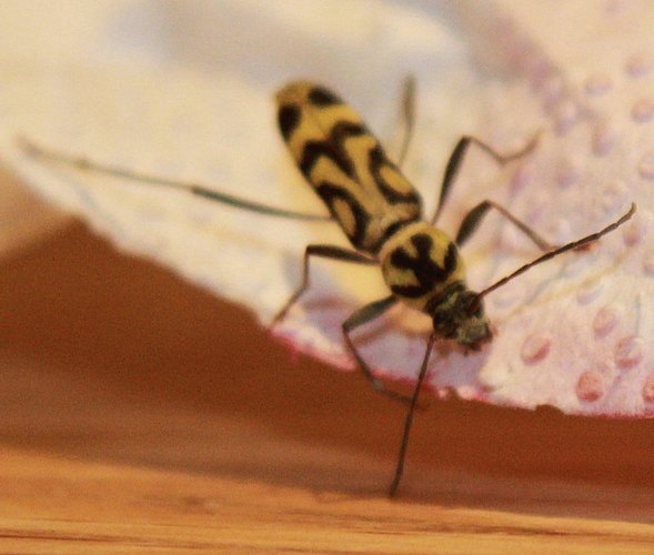 annularis
