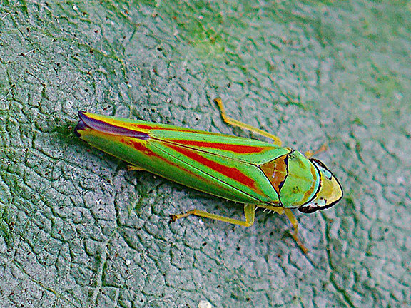 DSC06853-aus.k.Graphocephala_fennahi.Troch.jpg  