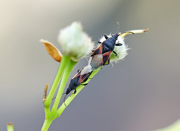 lavaterae