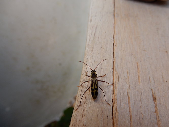 annularis