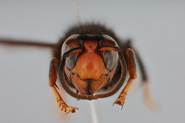 velutina