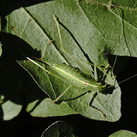 _DSC5991-ado.Eppendorfer_Muehlenteich.jpg  