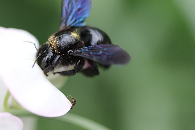 violacea