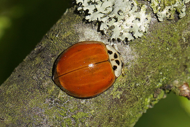 axyridis