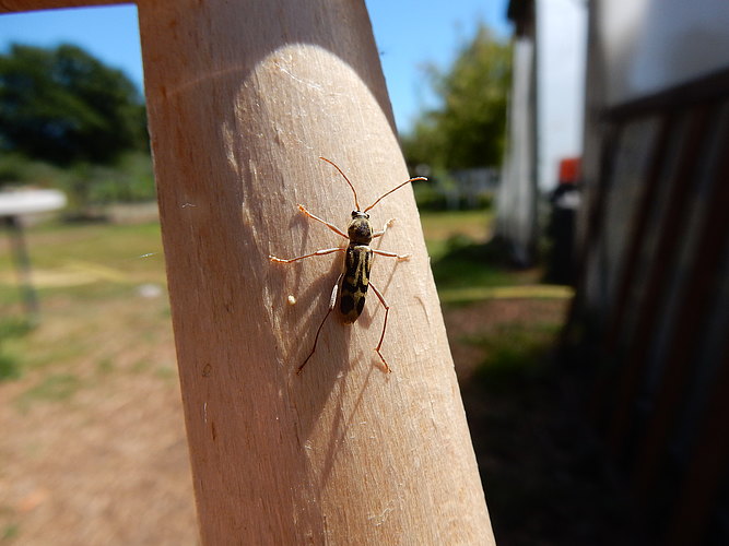 annularis