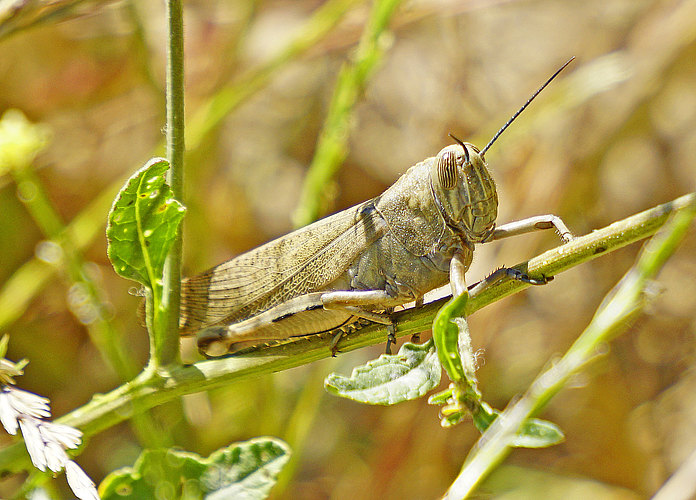 aegyptium