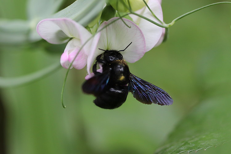 violacea
