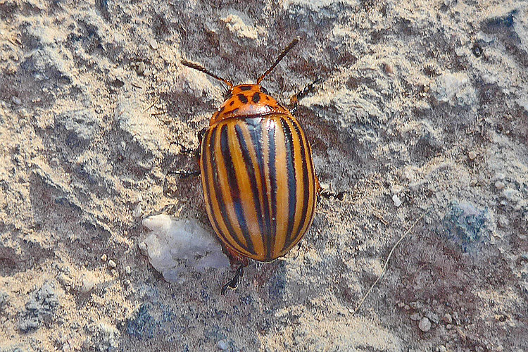 decemlineata