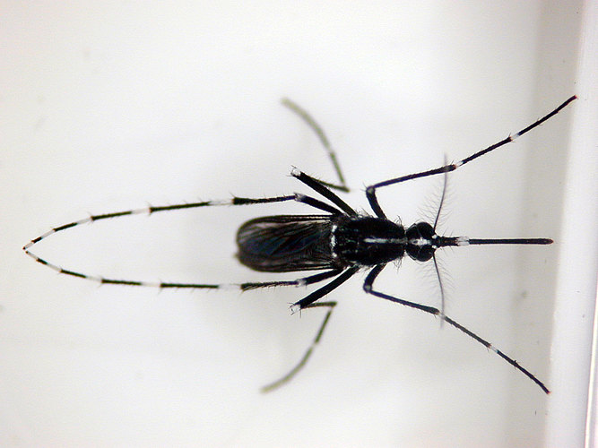 albopictus