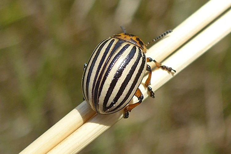 decemlineata