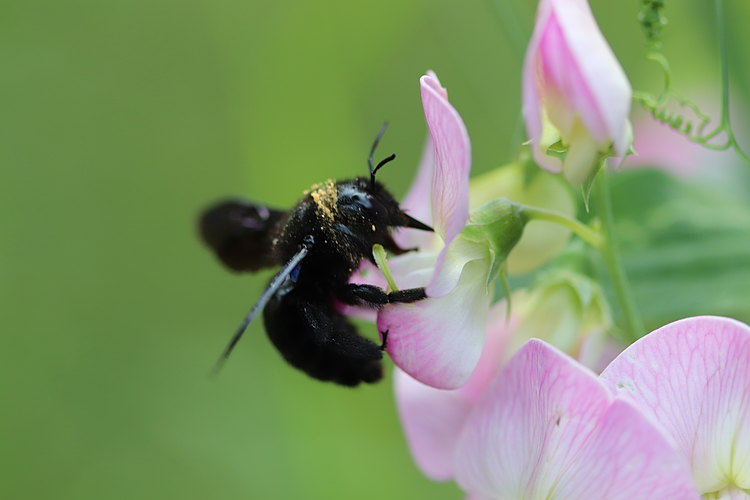 violacea