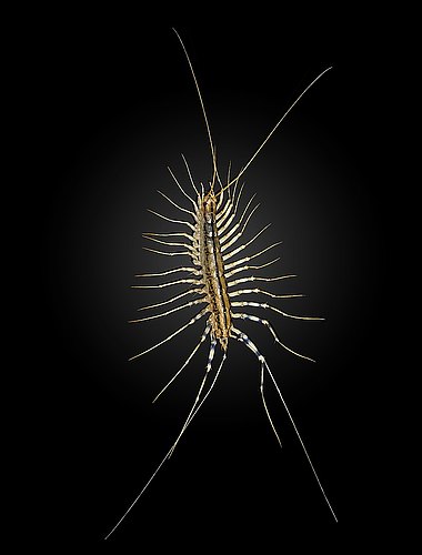 coleoptrata